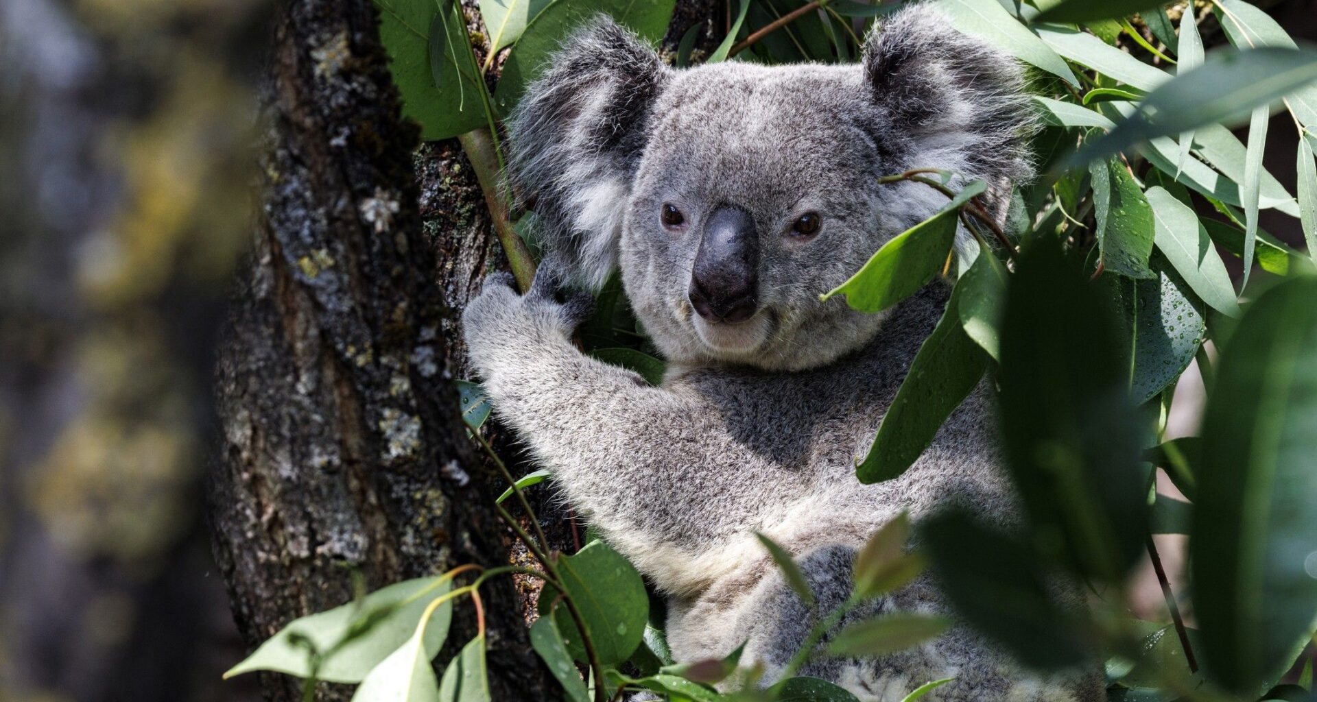 Scientists are deep-freezing koala eggs and sperm to protect the species from extinction