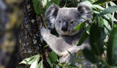Scientists are deep-freezing koala eggs and sperm to protect the species from extinction