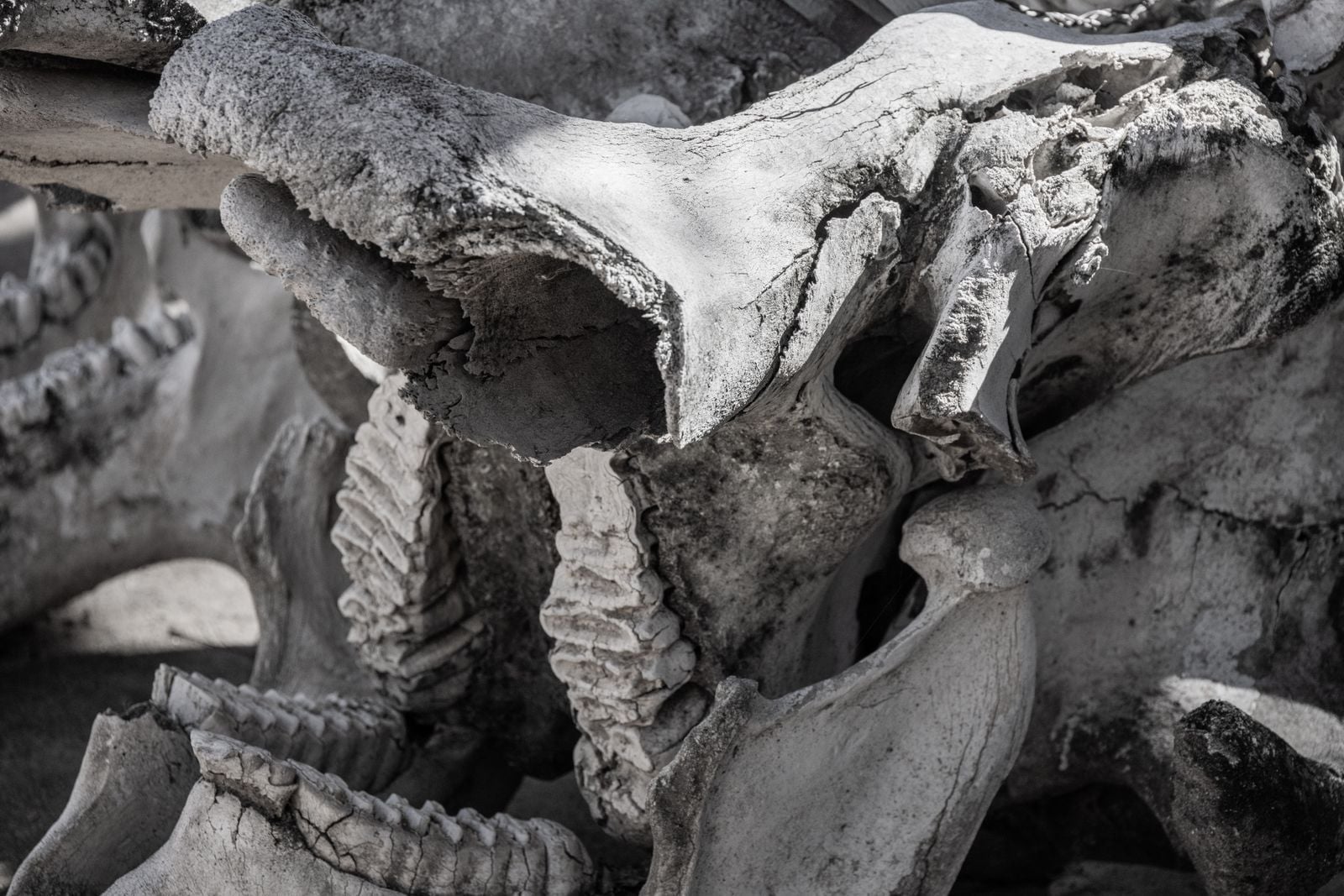gray wolf skull
