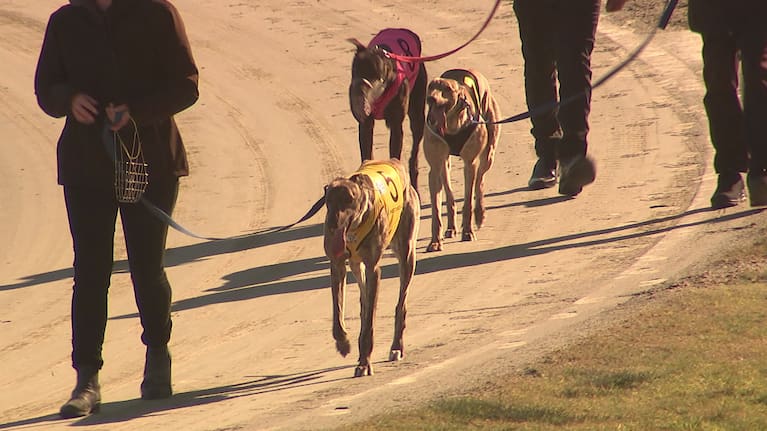 Greyhounds following a race at a track.