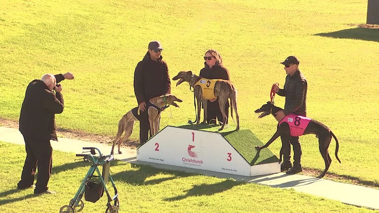Greyhounds on a podium following a race in Auckland.