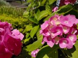 Daylight samples, main camera (1x) - 27mm, f/1.8, ISO 20, 1/1416s (4080x3060px) - Samsung Galaxy A27 review