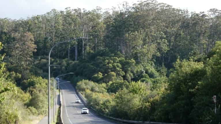 Gum trees tower over the Heritage Bypass in 2024. The trees have since been felled.