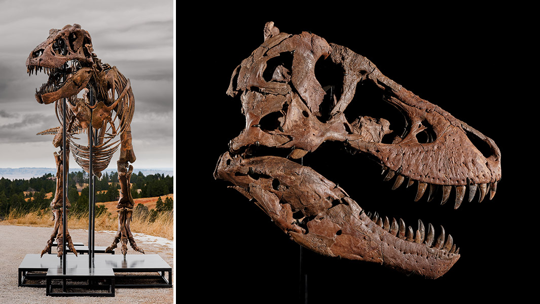 most expensive dinosaur full body and skull