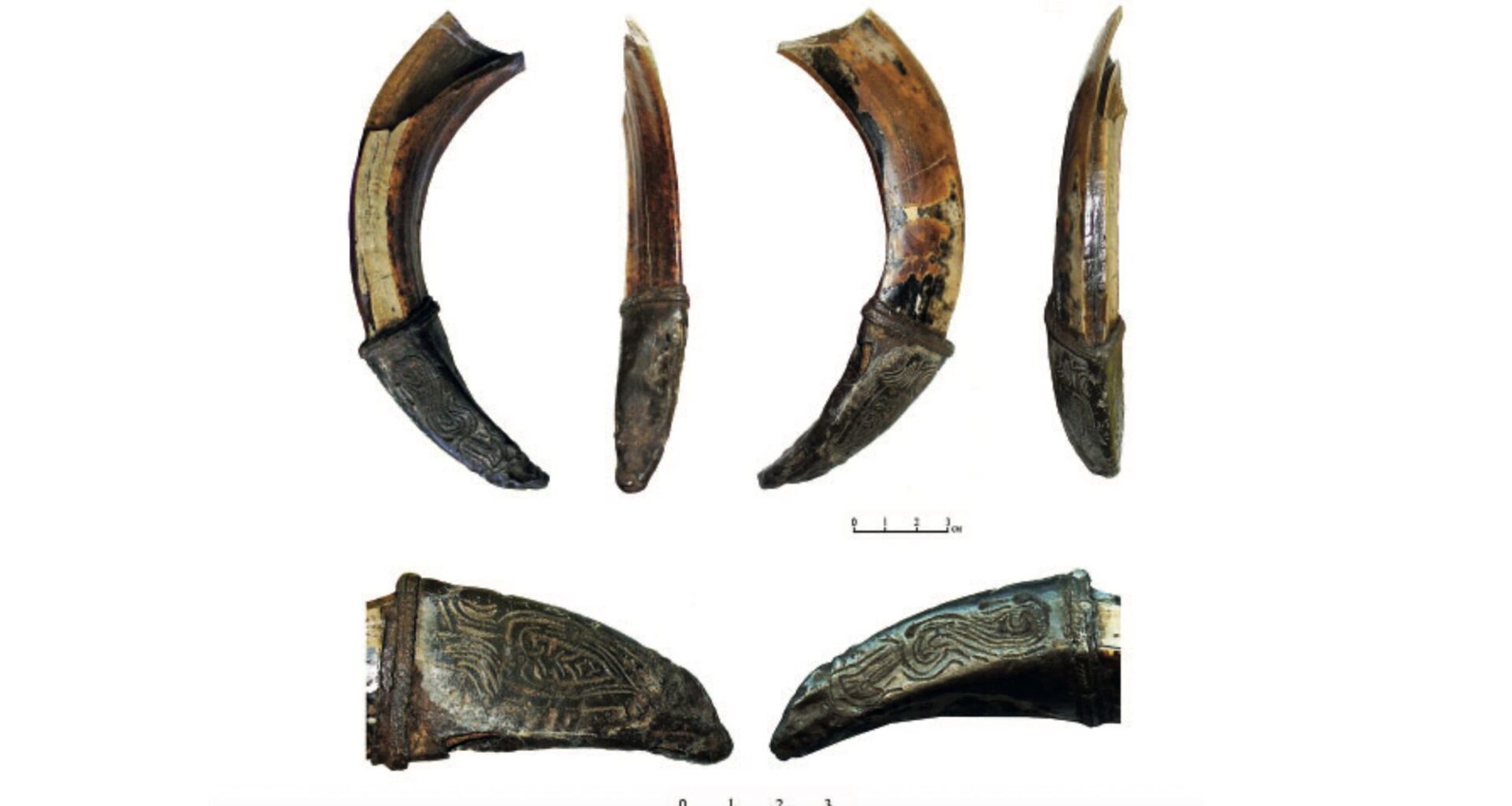 Decorated wild-boar tusk found in Russia may have been medieval warrior's good-luck charm
