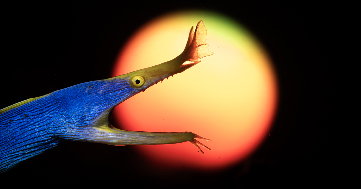 See the 7 Winners of the Prestigious Hasselblad Masters 2026 Contest
