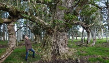 Women devastated wetland forest may be felled for highway