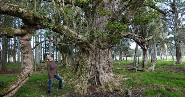Women devastated wetland forest may be felled for highway