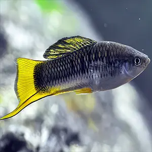 Male highland swordtail fish Xiphophorus malinche. Credit: Dan Powell/Stanford University