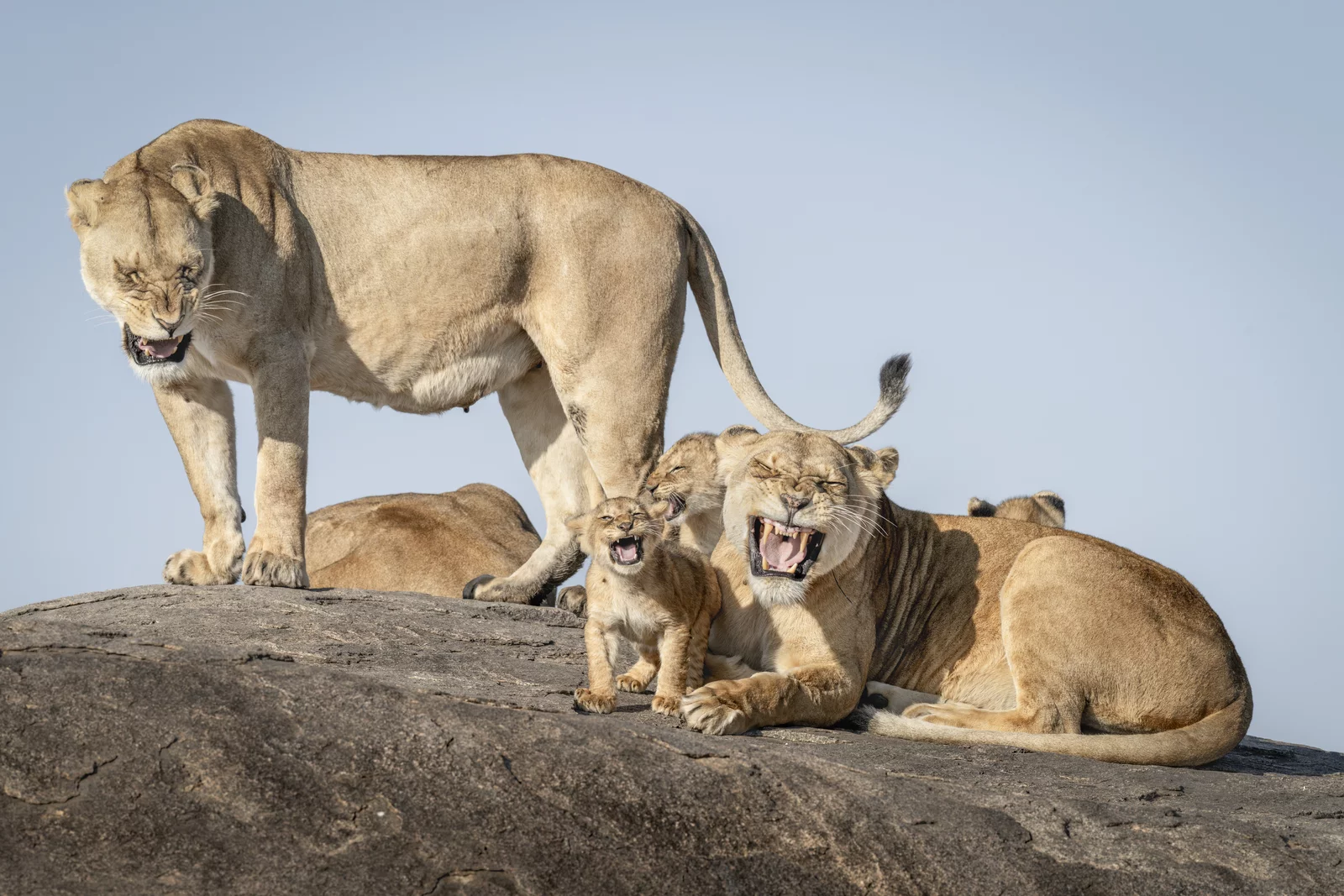 Several lions roaring, faces scrunched comically