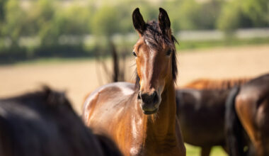 Horses can still recognize predators despite domestication