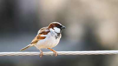 In 1850s, house sparrows were introduced to North America to control insects, but the tiny birds quickly spread, became a common sight and turned into one of the continent's most widespread invasive species