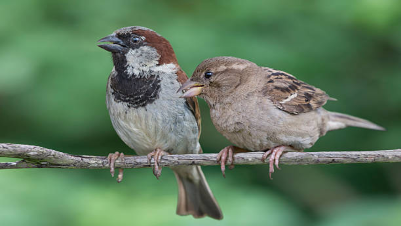 istock House sparrows were brought to America to eat insects. Then everything changed