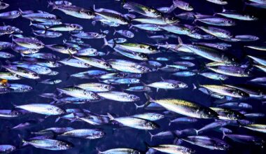 Team cracks mystery of how flocking birds and fish schools move