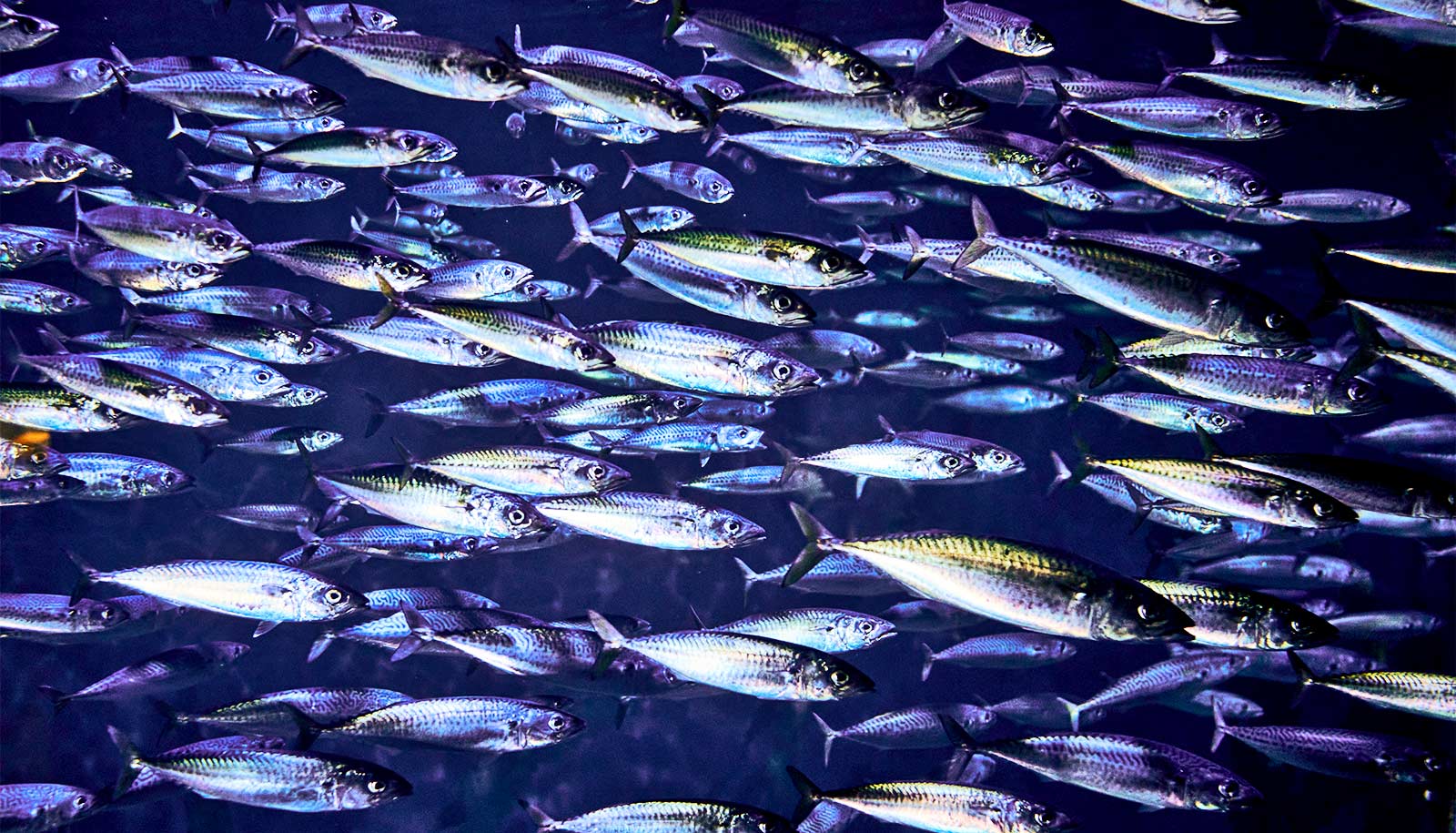 Team cracks mystery of how flocking birds and fish schools move