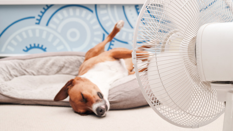 A dog sleeping during a heat wave in the background, with an electric fan in the foreground.