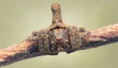 Don’t Grab a Branch with One of These Creatures on It