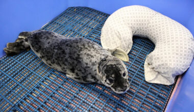 Harbor seal pup with gunshot wound recovering after rescue from Bellingham beach
