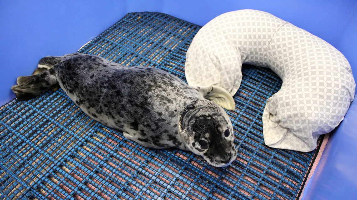 Harbor seal pup with gunshot wound recovering after rescue from Bellingham beach