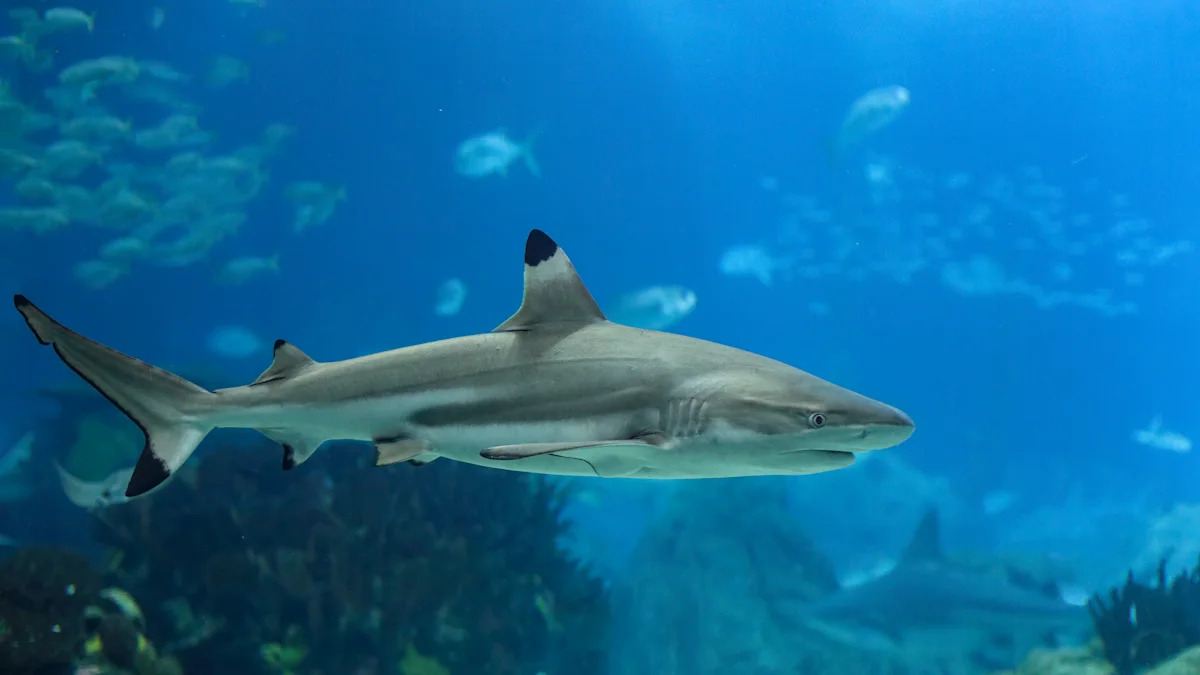 Are NYC swimmers facing more shark attacks than normal this summer? Experts reveal what’s going on