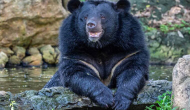 27 Moon Bears Saved from Illegal Bear Bile Farm in One of the Largest Rescue Operations of Its Kind