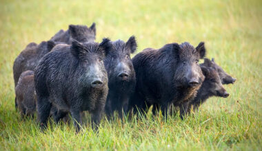 Wild Pig Family Spotted Tearing Through Silicon Valley Leaves Neighbors and Business Owners Stunned