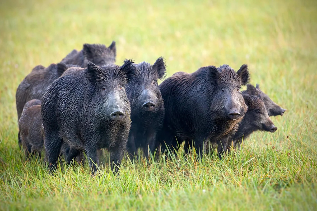 Wild Pig Family Spotted Tearing Through Silicon Valley Leaves Neighbors and Business Owners Stunned