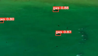 How shark-monitoring drones are making tourist beaches safer