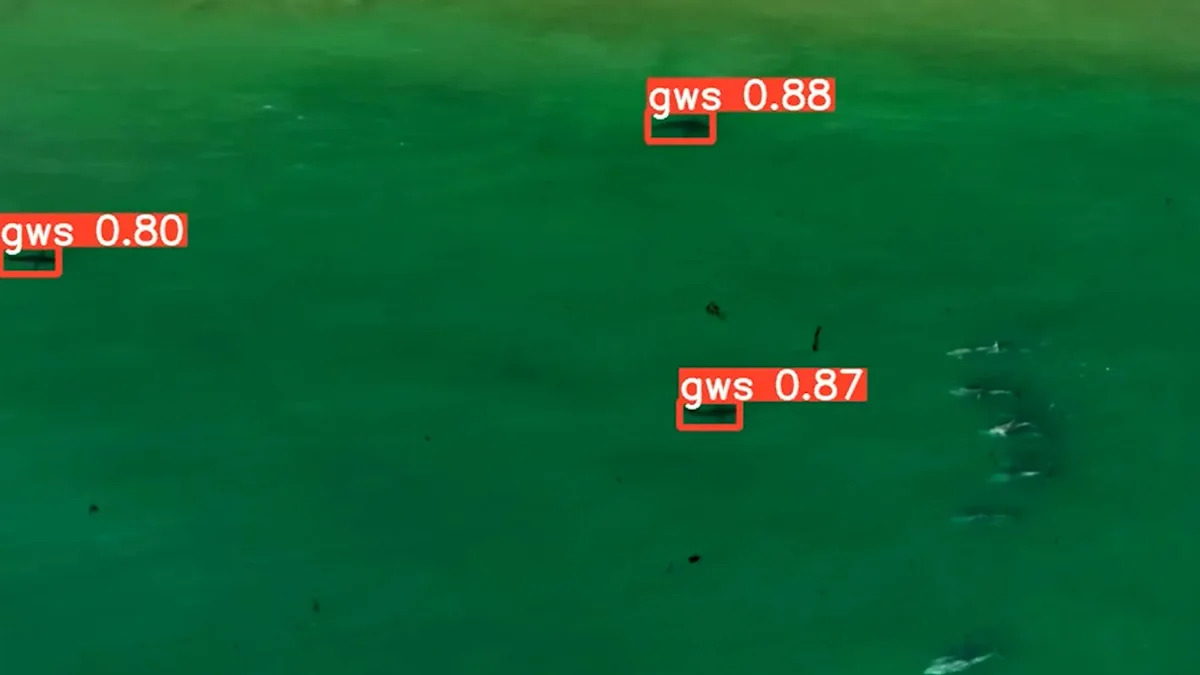 How shark-monitoring drones are making tourist beaches safer