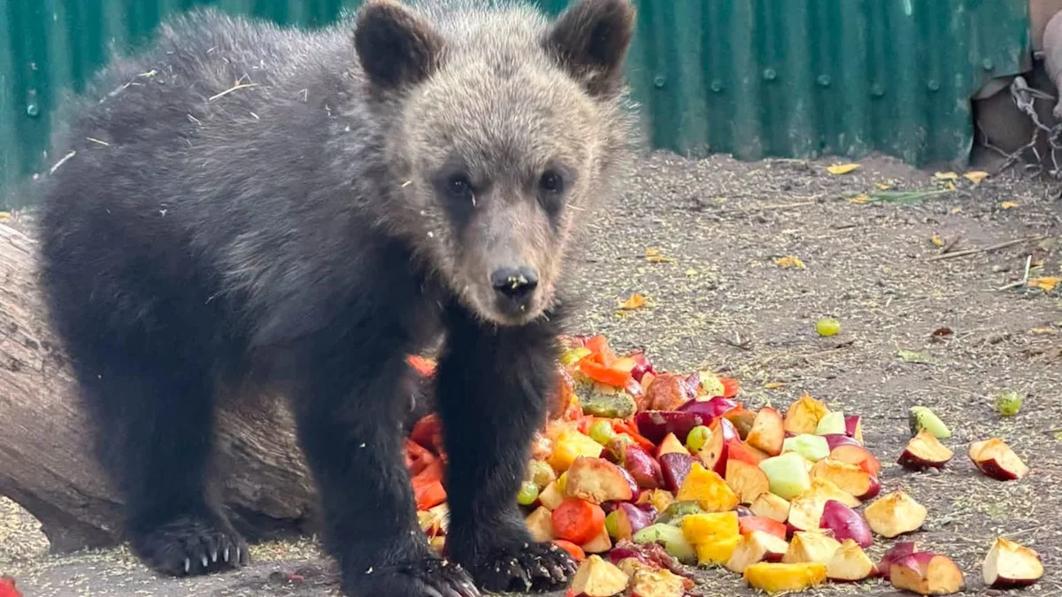Orphaned grizzly cub disappears near British Columbia camp, then turns up safe after rescue