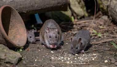New York spent years fighting rodents. Now mice are evolving past poison, and rats are dodging traps