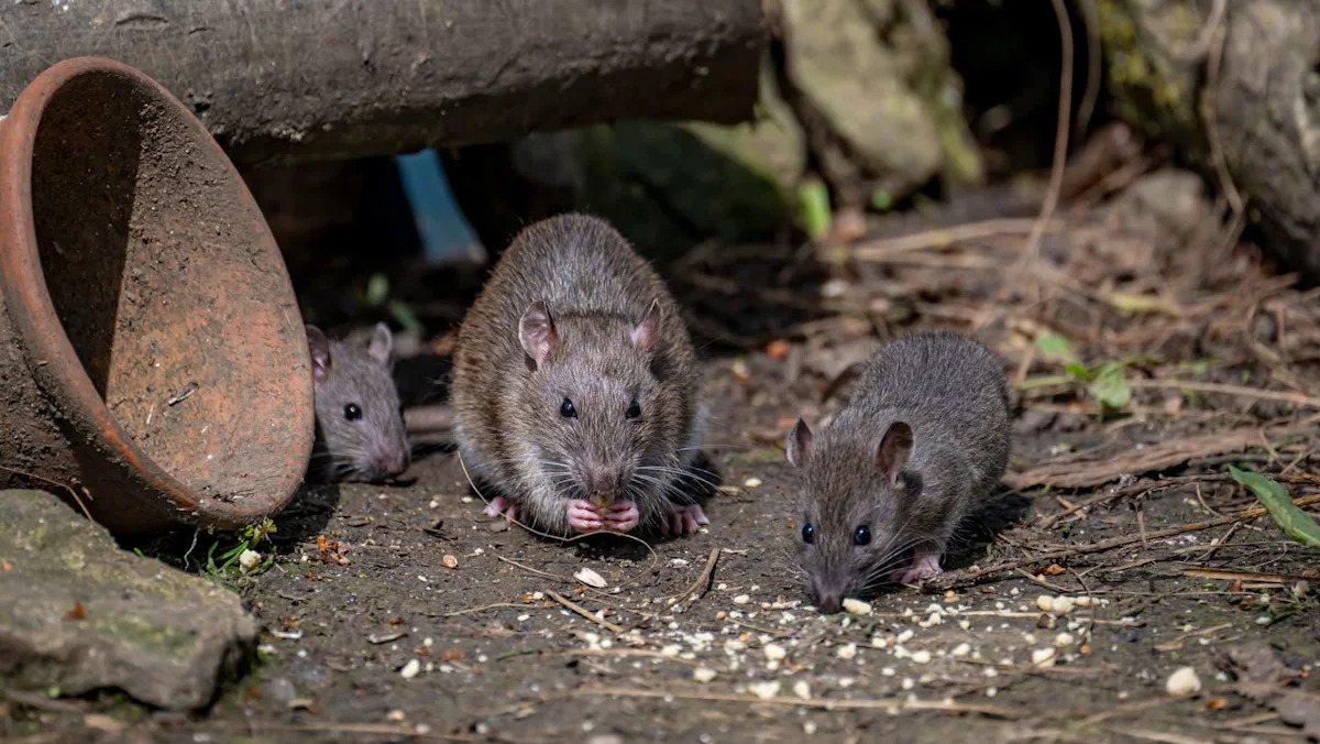 New York spent years fighting rodents. Now mice are evolving past poison, and rats are dodging traps