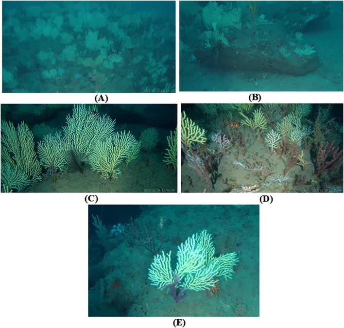 Presumed-Dead Coral Reefs Found Teeming With Life