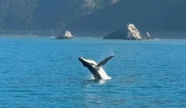 Hundreds of whales, thousands of dolphins spotted off coast