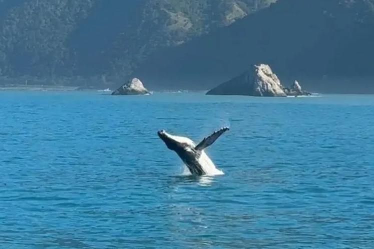 Hundreds of whales, thousands of dolphins spotted off coast
