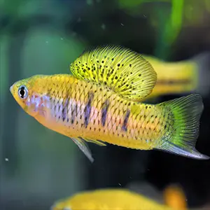 Male hybrid swordtail fish showcase physical traits of the two parent species, with a shortened sword, a sail-like fin, and variable bars along the body. Credit: Dan Powell/Stanford University