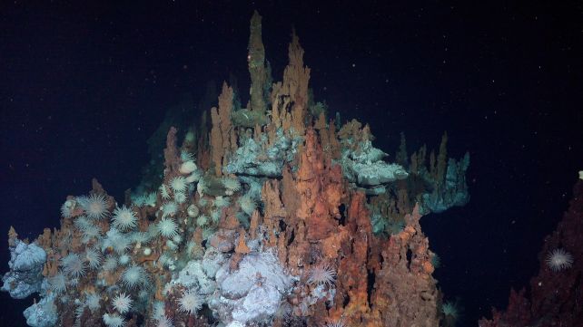 Journey Deep Beneath The Atlantic Yields Haunting First-Ever Footage of Rare Barreleye Fish