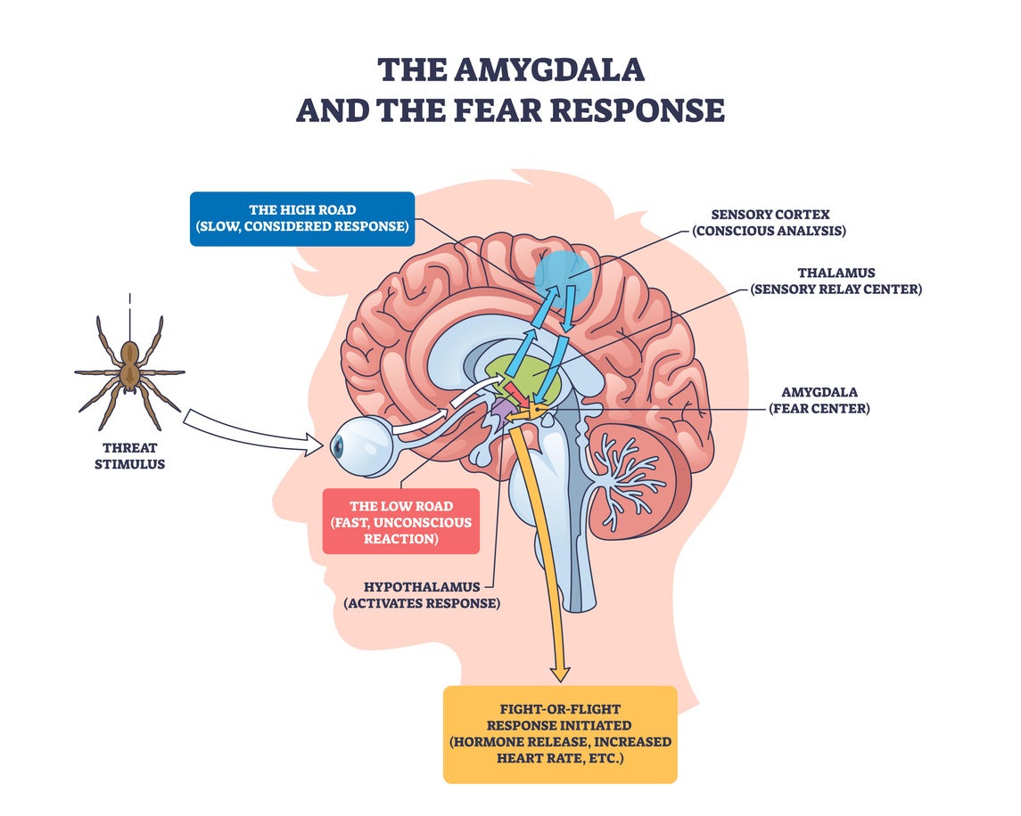 The amygdala is the almond-shaped area of the brain located near your ears detects salience, or the emotional relevance of a situation and how to react to it
