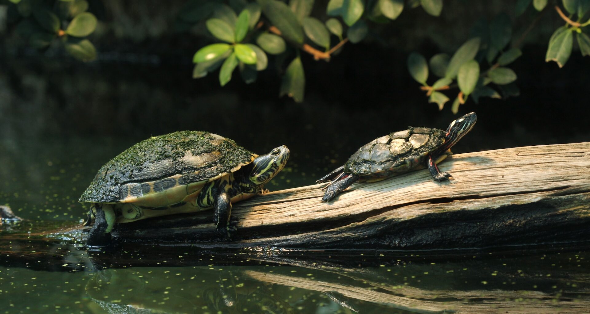 Two turtles basking on a log above a serene pond, surrounded by lush greenery.