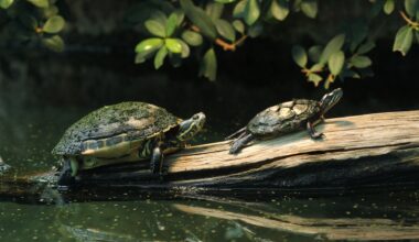 Two turtles basking on a log above a serene pond, surrounded by lush greenery.