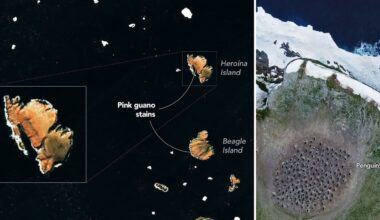 Pink penguin poop on the Danger Islands photo of the day for July 30, 2026