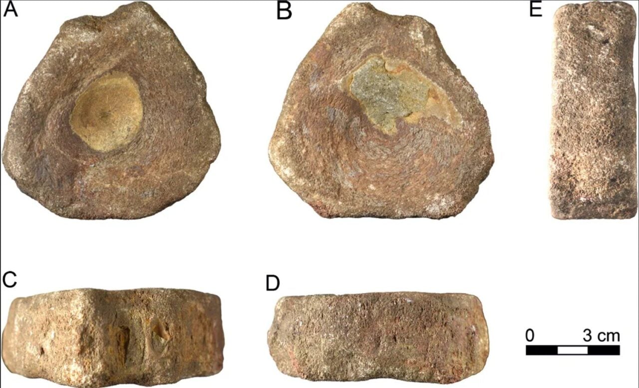 Ichthyosaur Bone Colchester