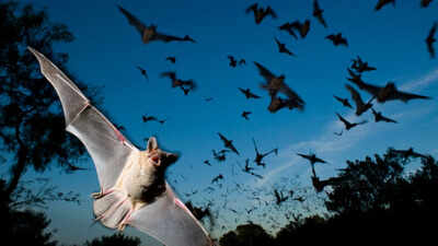 Scientists found that Japanese horseshoe bats living together in crowded colonies solve a noisy sonar problem by gradually shifting their echolocation calls to match each other's frequency
