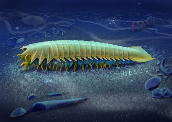 An artist’s impression of Urokodia aequalis, a marine predator that lived in the Cambrian seas around 518 million years ago. Image credit: Xiaodong Wang.