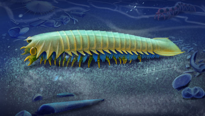 Ancient Sea Creature Pushes Back Origins of Spider Fangs to 518 Million Years Ago