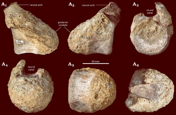 The BAS D.8621.25 specimen from the Santa Marta Formation of James Ross Island, Antarctica. Image credit: Barrett et al., doi: 10.4202/app.01315.2025.
