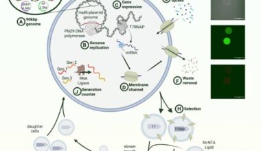 Cell cycle of synthetic cells with 90-kbp genome, undergoing selection replication. Image credit: Gaut et al., doi: 10.64898/2026.07.01.735724.