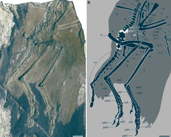 The holotype specimen of Zhengheornis buyu. Image credit: Wang et al., doi: 10.1126/sciadv.aeb5202.