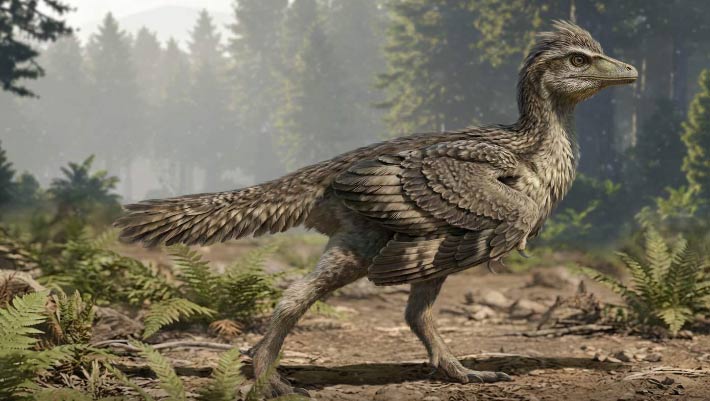 New Jurassic Fossil Reveals How Birds Lost Their Dinosaur Tails