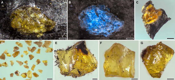Photographs of the Middle Devonian Hujiersite amber. Scale bars - 0.2 mm in (A-D) and 0.1 mm in (E-G). Image credit: Lu et al., doi: 10.1126/sciadv.aeh1266.
